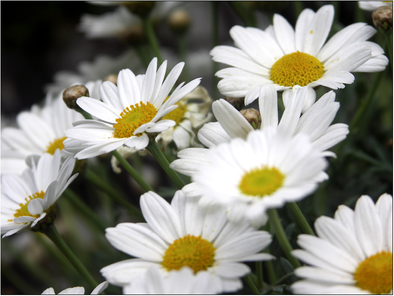 Margeritenblüten...