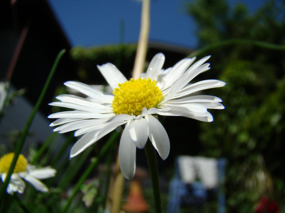 Margeritenblume