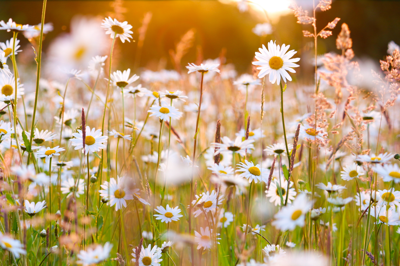 Margeritenfeld in der Abendsonne