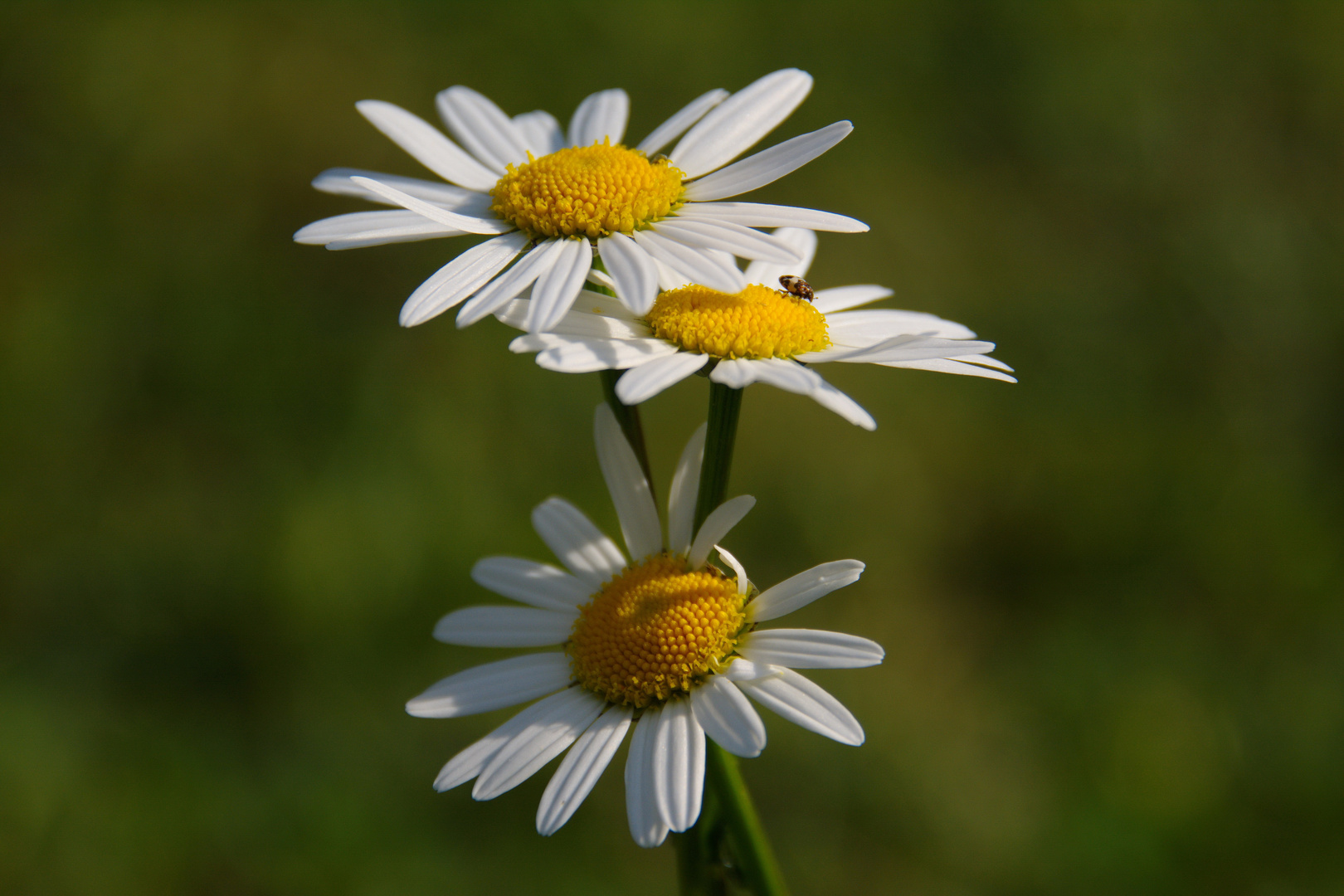 Margeritengruppe...