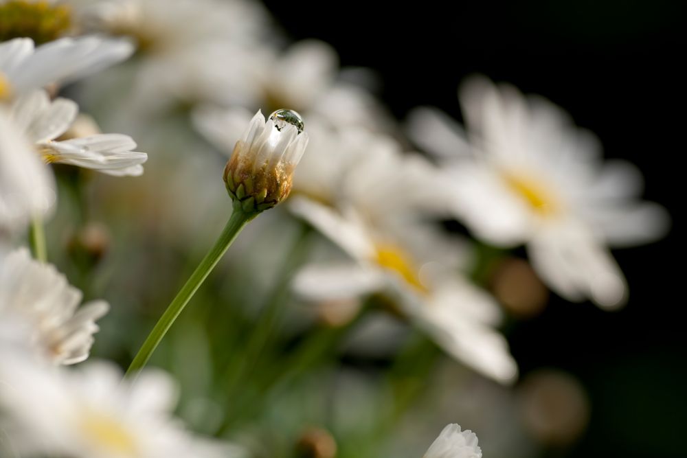 Margeritenmeer von dobe 