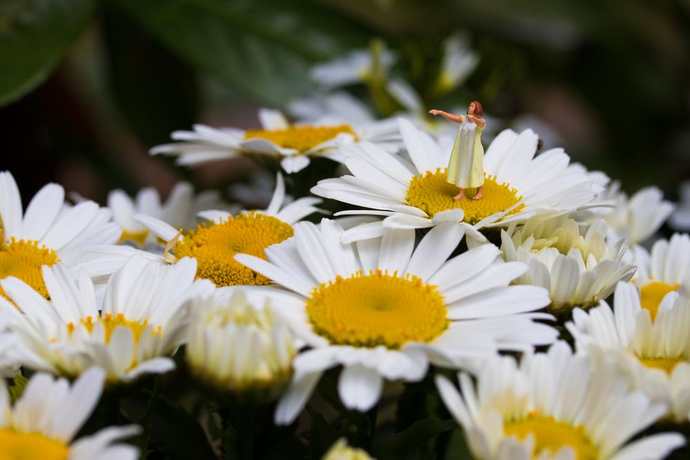 Margeritenträume