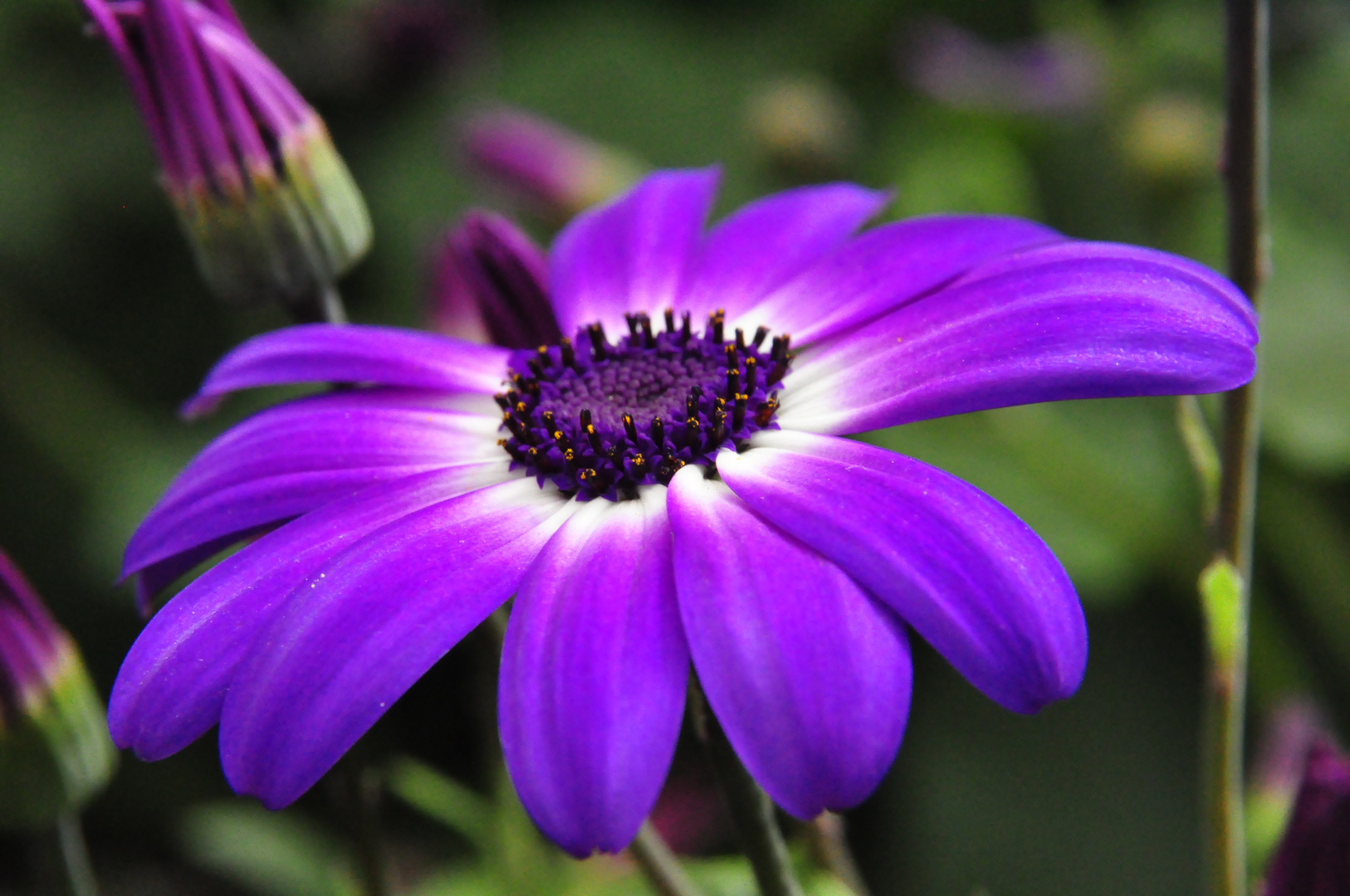 Margeritentraum in Blau