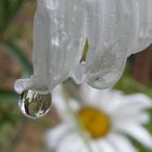 Margeritentropfen zum Spiegeltag