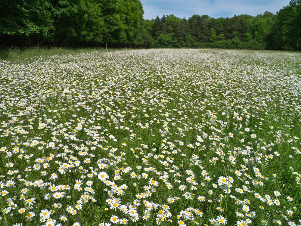 Margeritenwiese