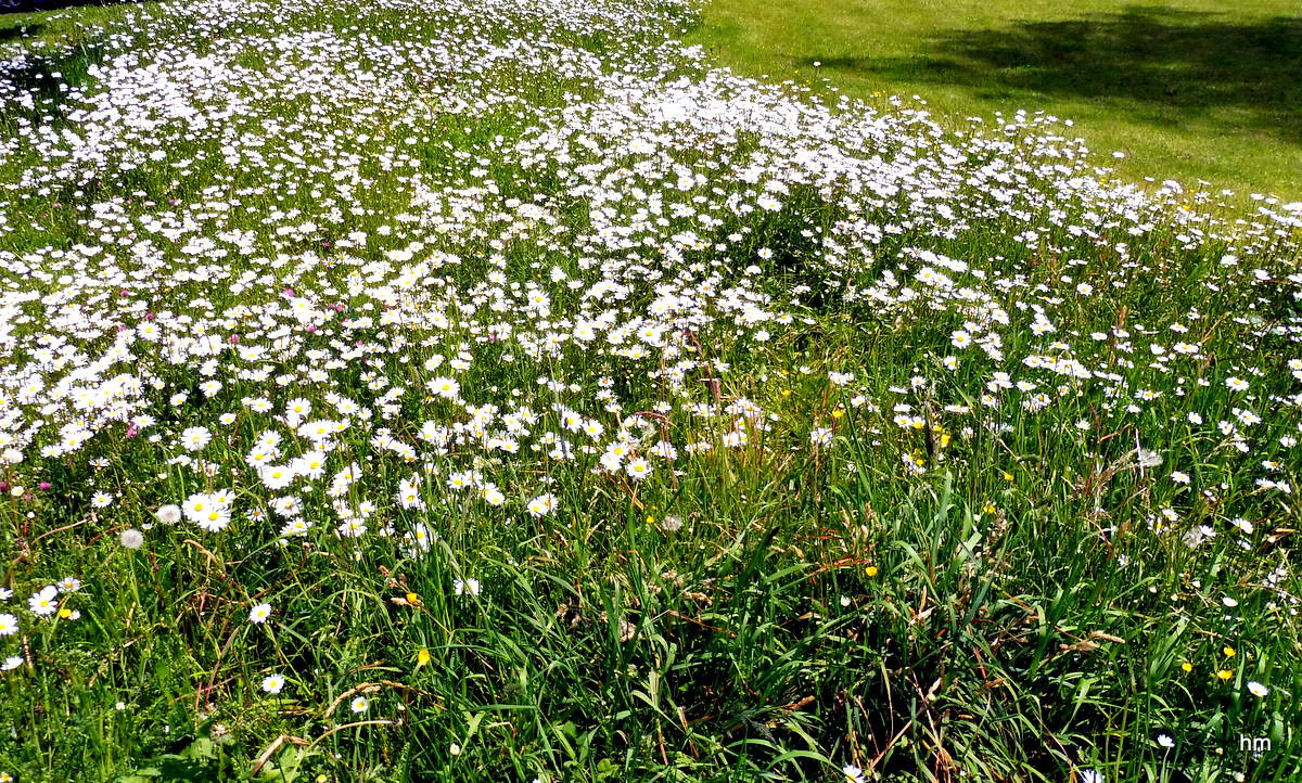 Margeritenwiese