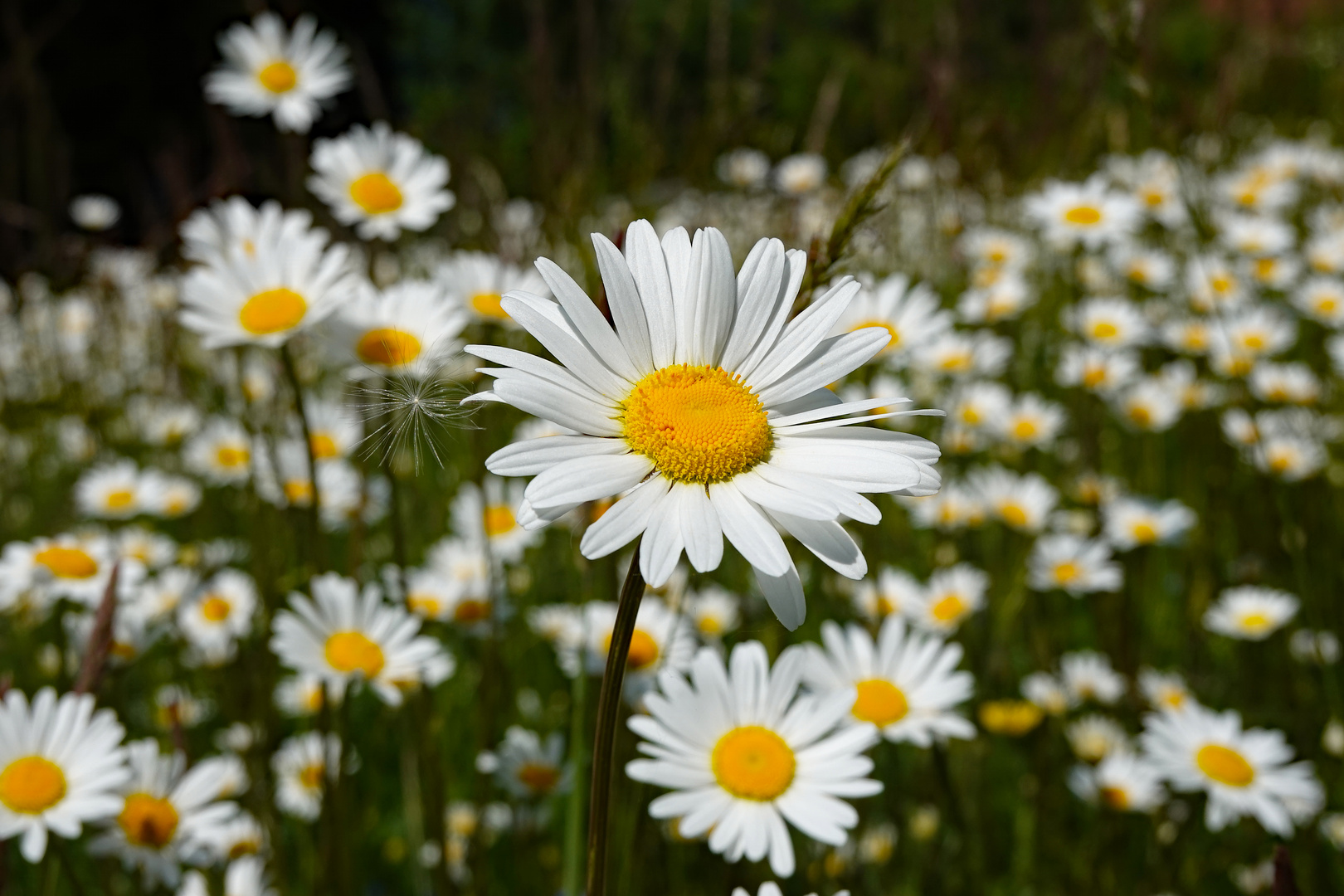 Margeritenwiese