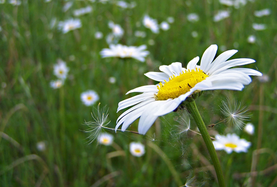 MargeritenWiese