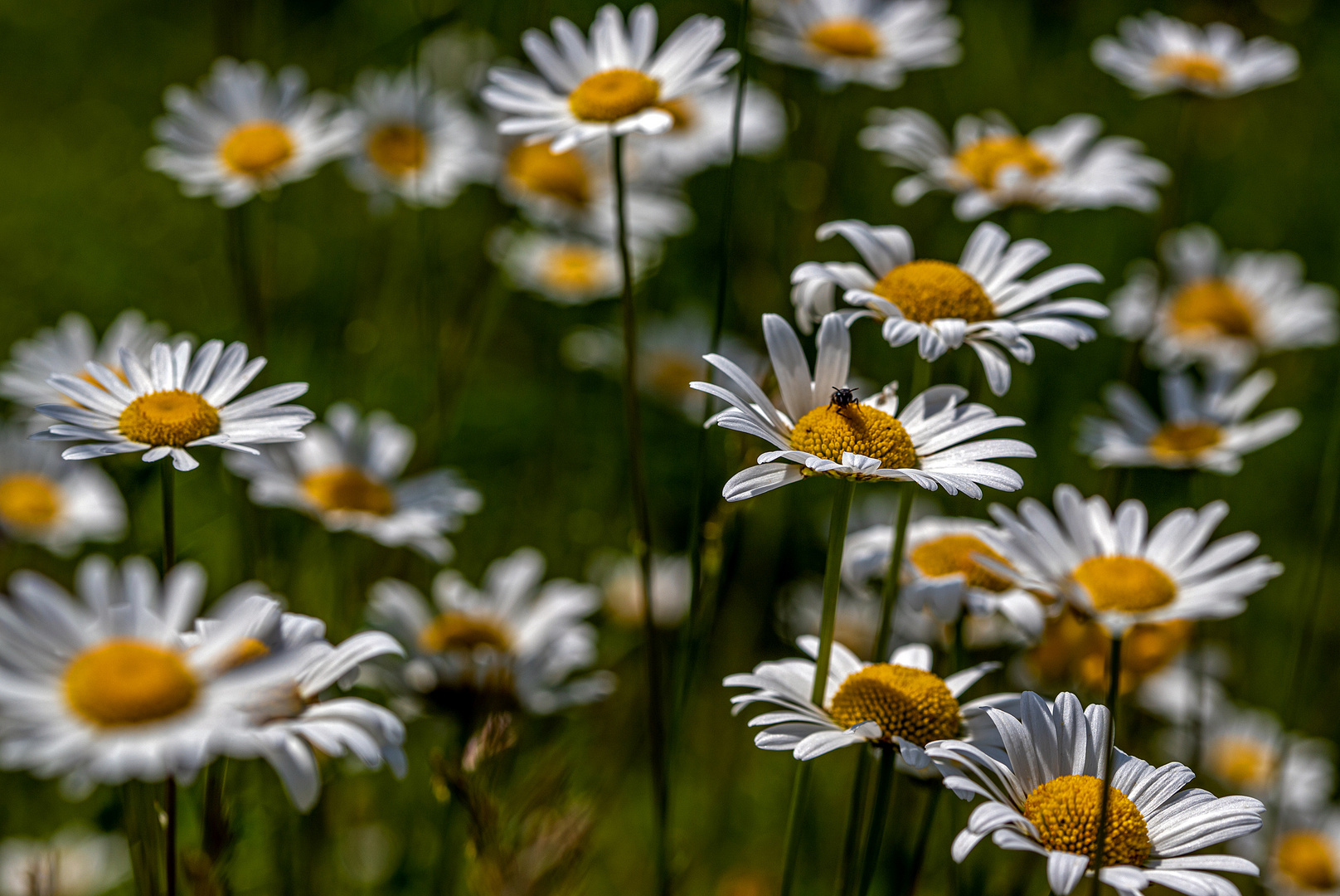 Margeritenwiese