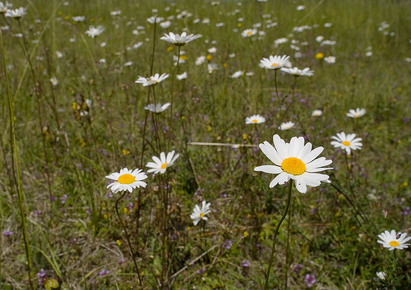 Margeritenwiese