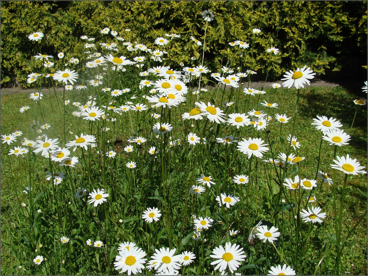 Margeritenwiese für Samstag Foto & Bild sommer, garten, margeriten