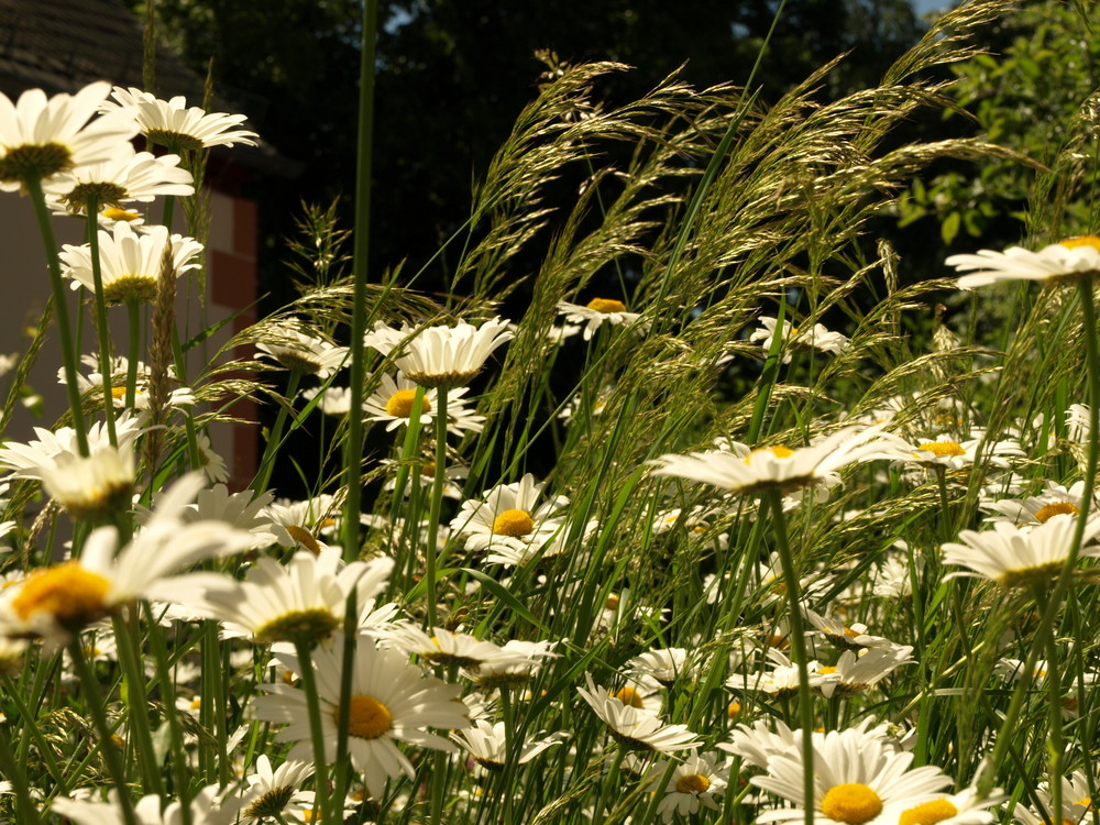 Margeritenwiese im Gegenlicht