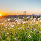 Margeritenwiese im letzten Abendlicht