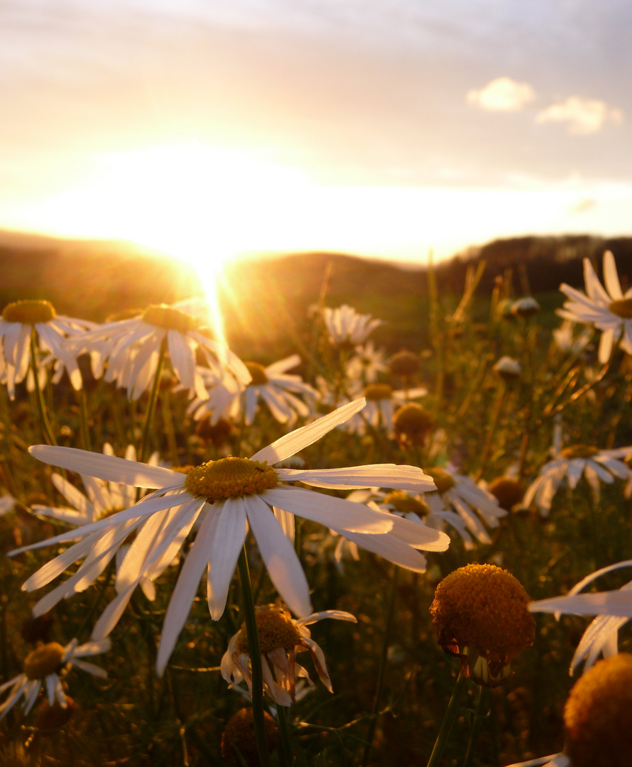 Margeritten im Herbst