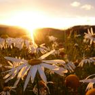 Margeritten im Herbst