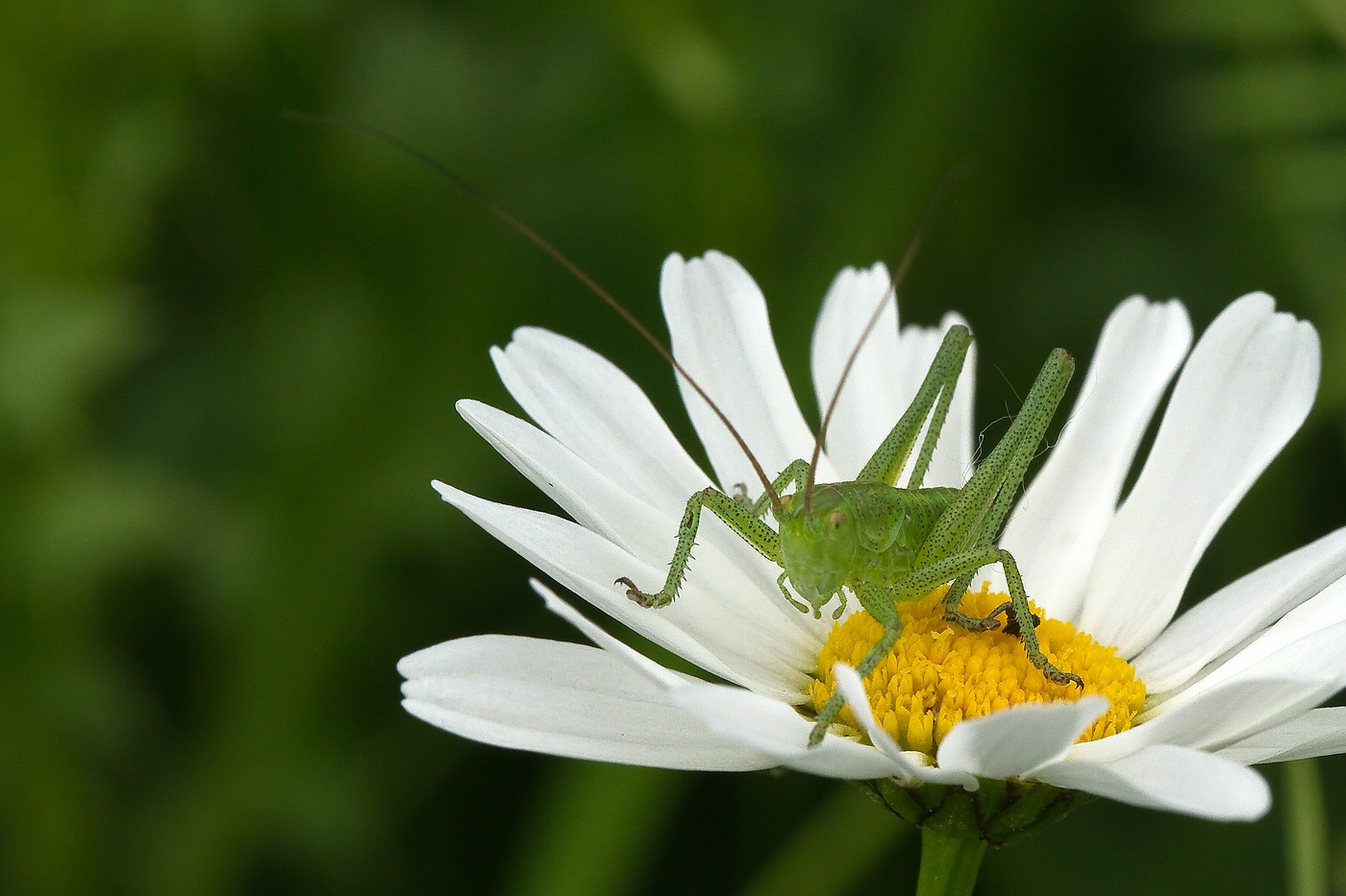 Margerittenbesucher - 2 -