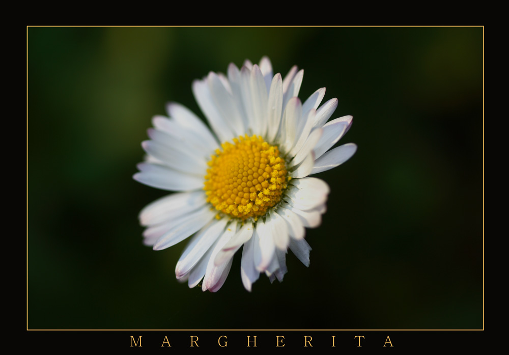 MARGHERITA