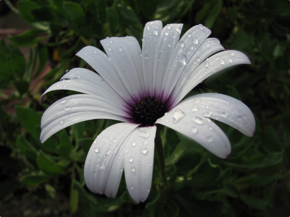 Margherita africana bianca (Dimorphotheca).