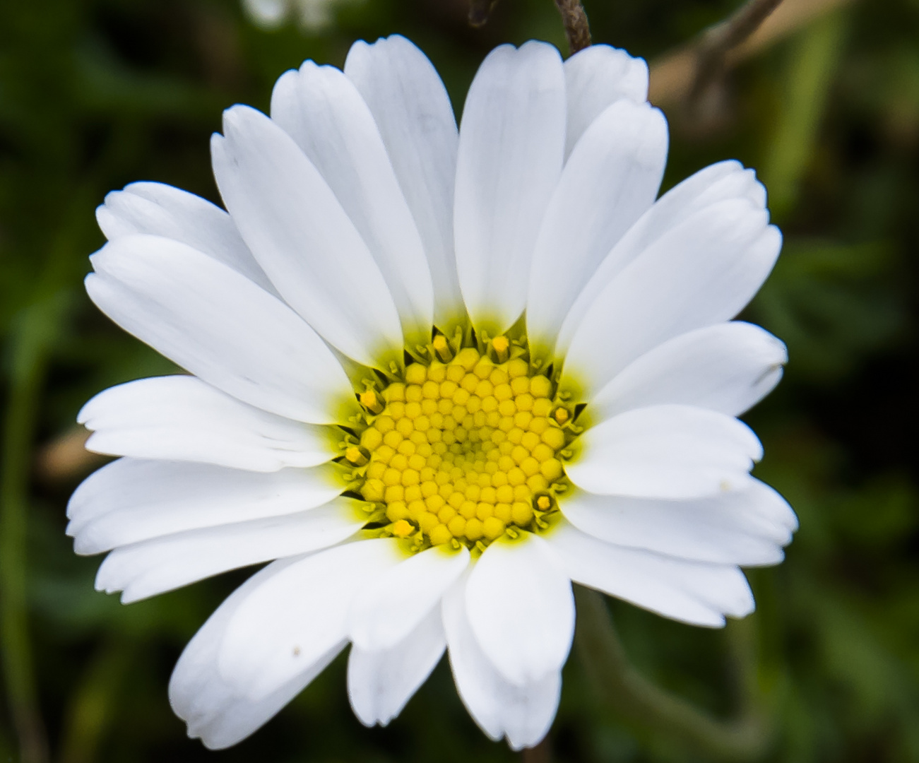 Margherita di montagna