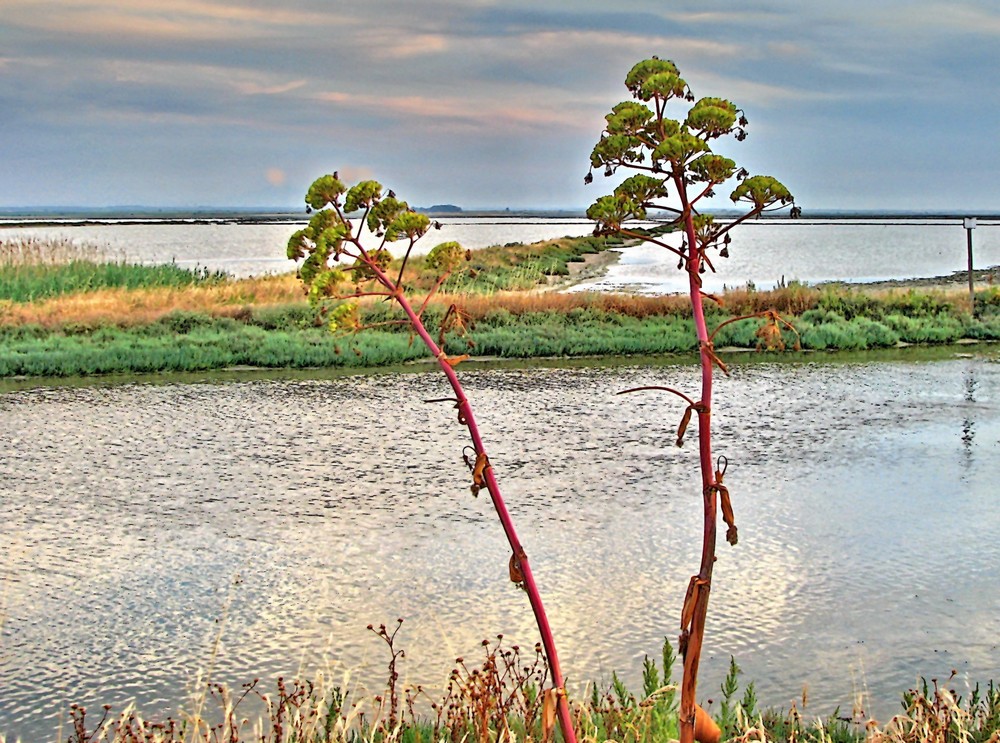 Margherita di Savoia: le saline.