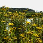 Margherita, fiore di campo