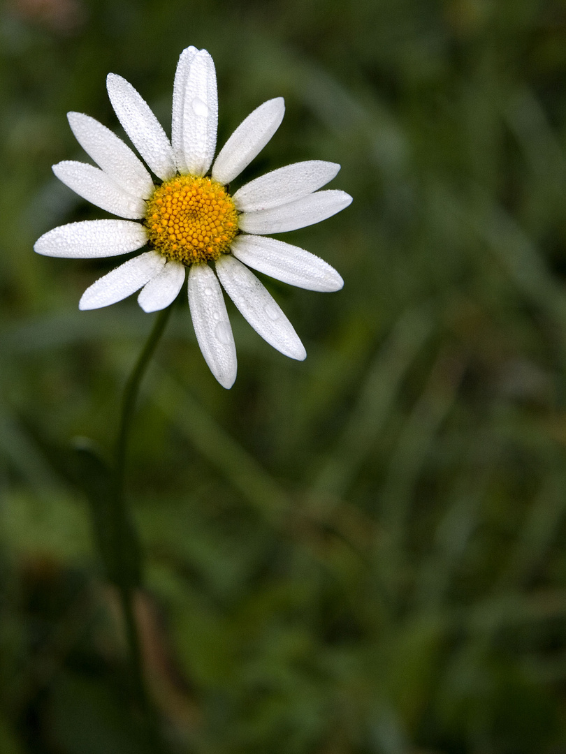 Margherita mattutina