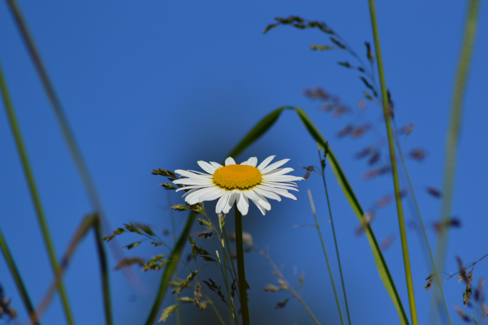 MARGHERITA SOLITARIA