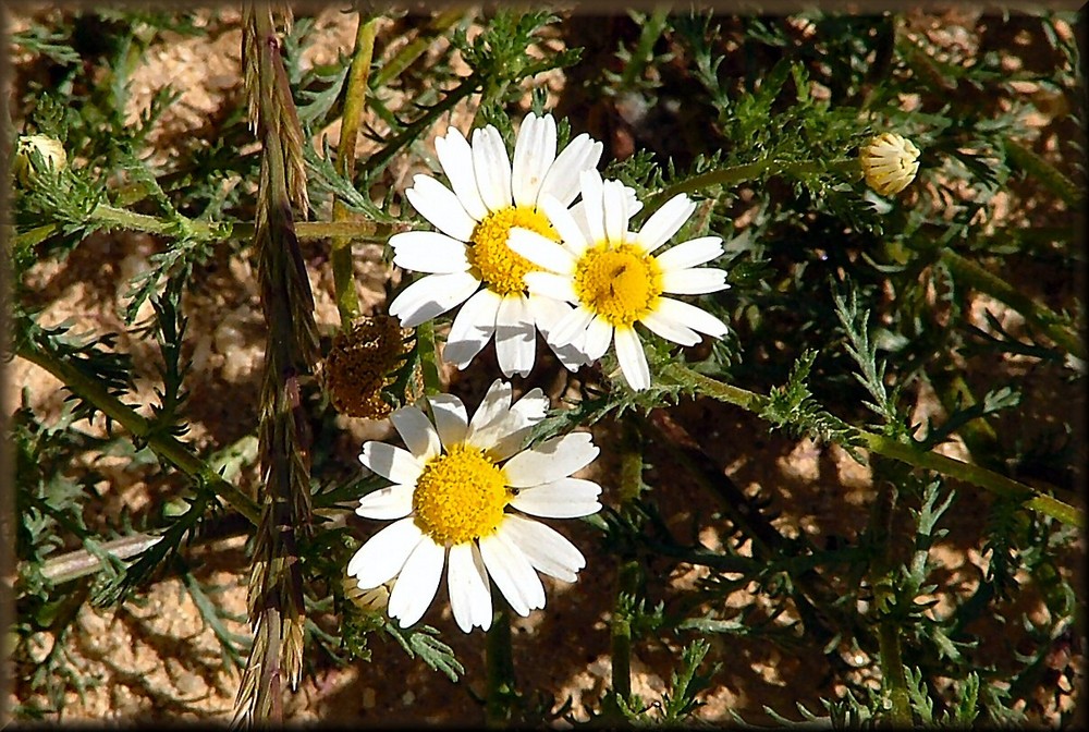 Margherite bianche in campagna.