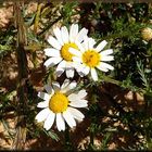 Margherite bianche in campagna.