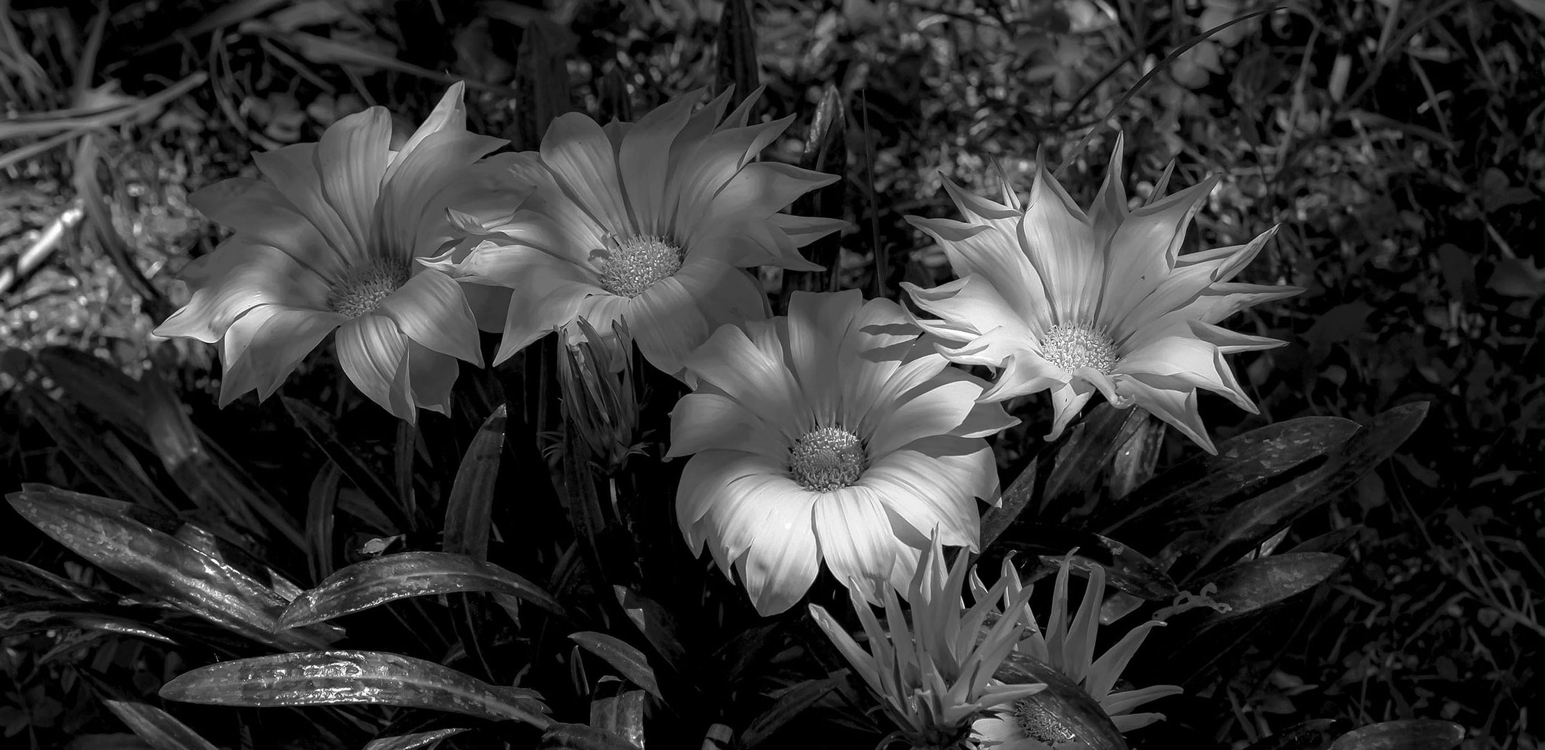 Margherite del mio giardino.