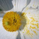 Margherite? im Botanischen Garten der Uni Mainz