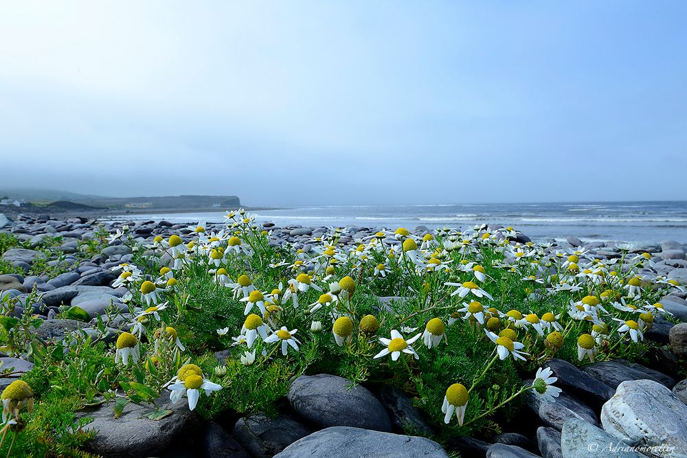 margherite Irlanda 