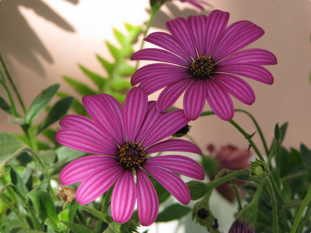 Margherite viola 2 (Dimorphotheca o Osteospermum)