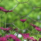 Margherite viola (Dimorphotheca o Osteospermum)