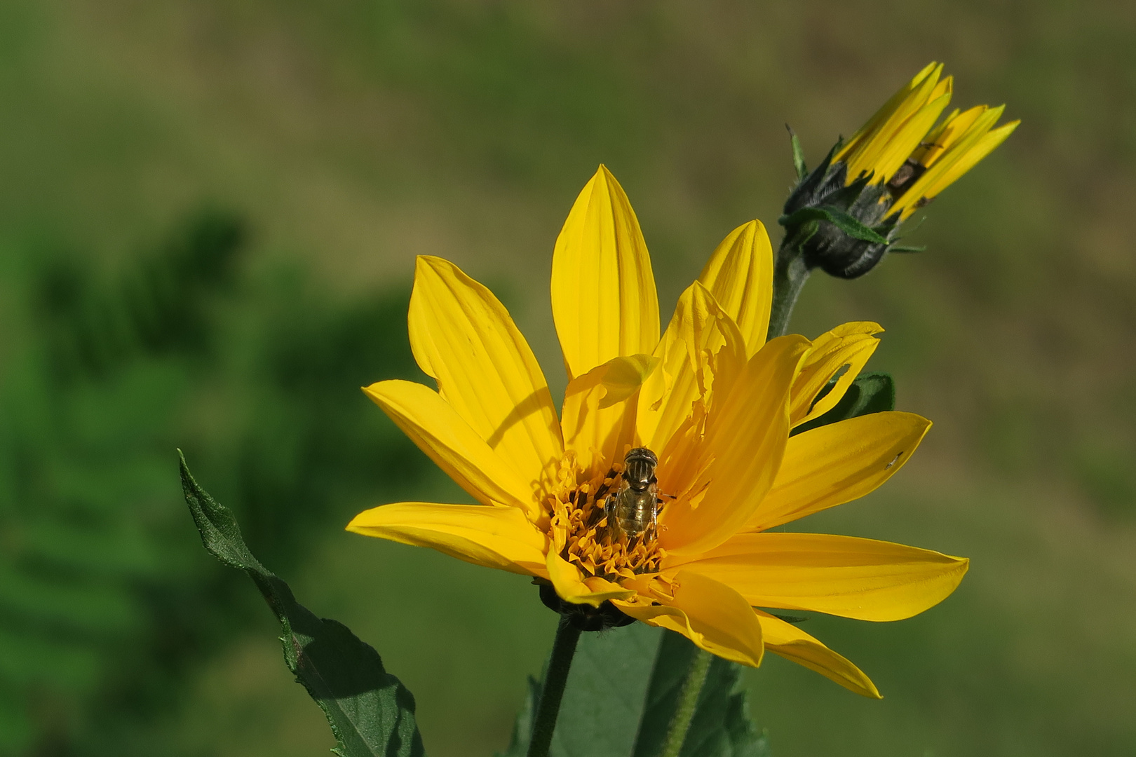 margheritoni gialli