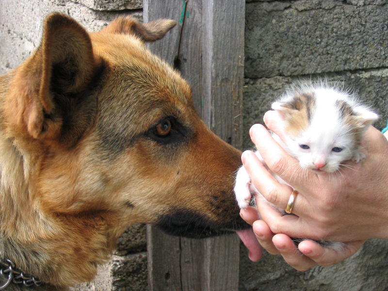 margot e il suo futuro amico micio