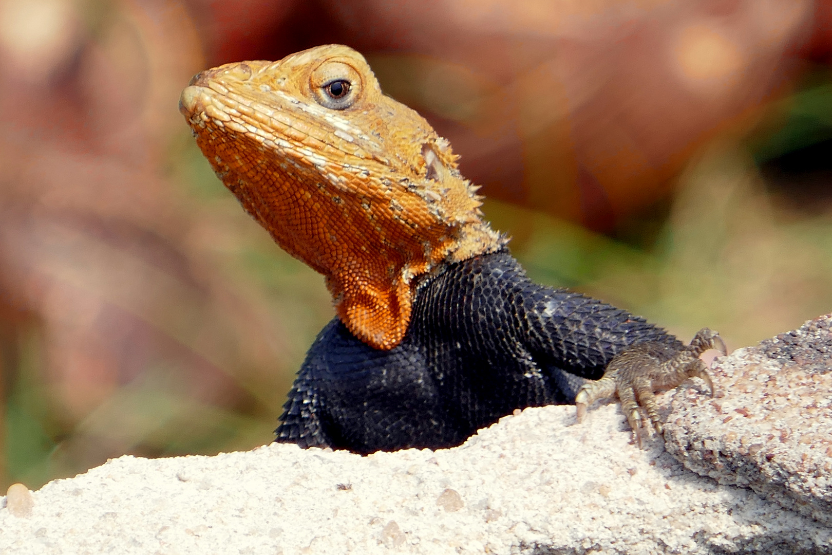 Margouillat photo et image africa, western