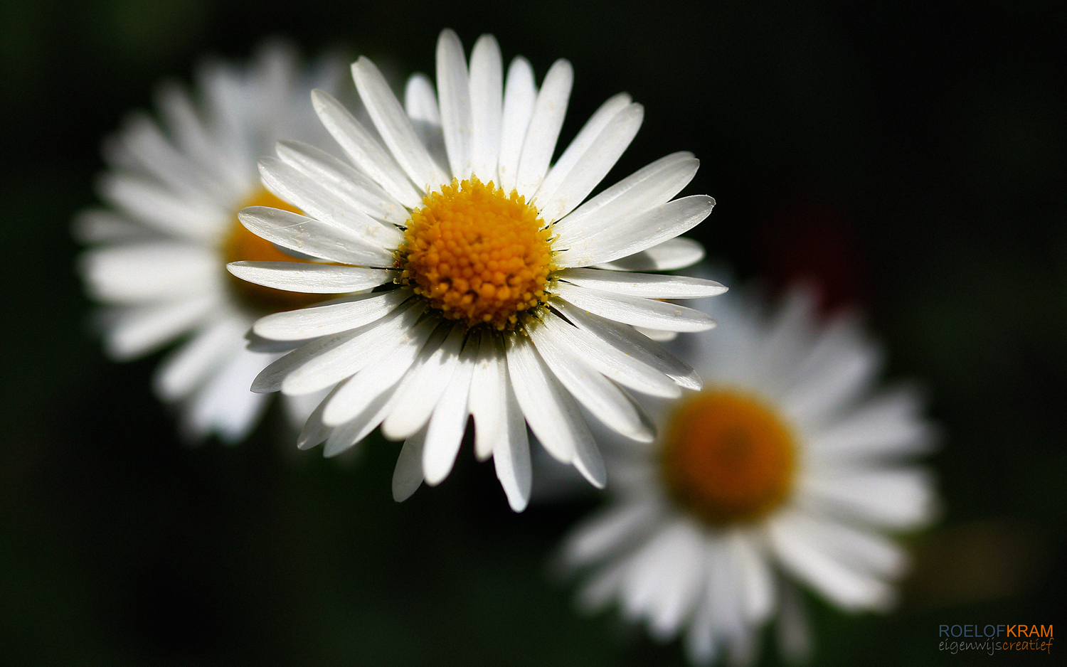 Margriet