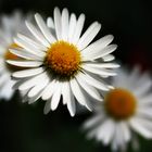 Margriet