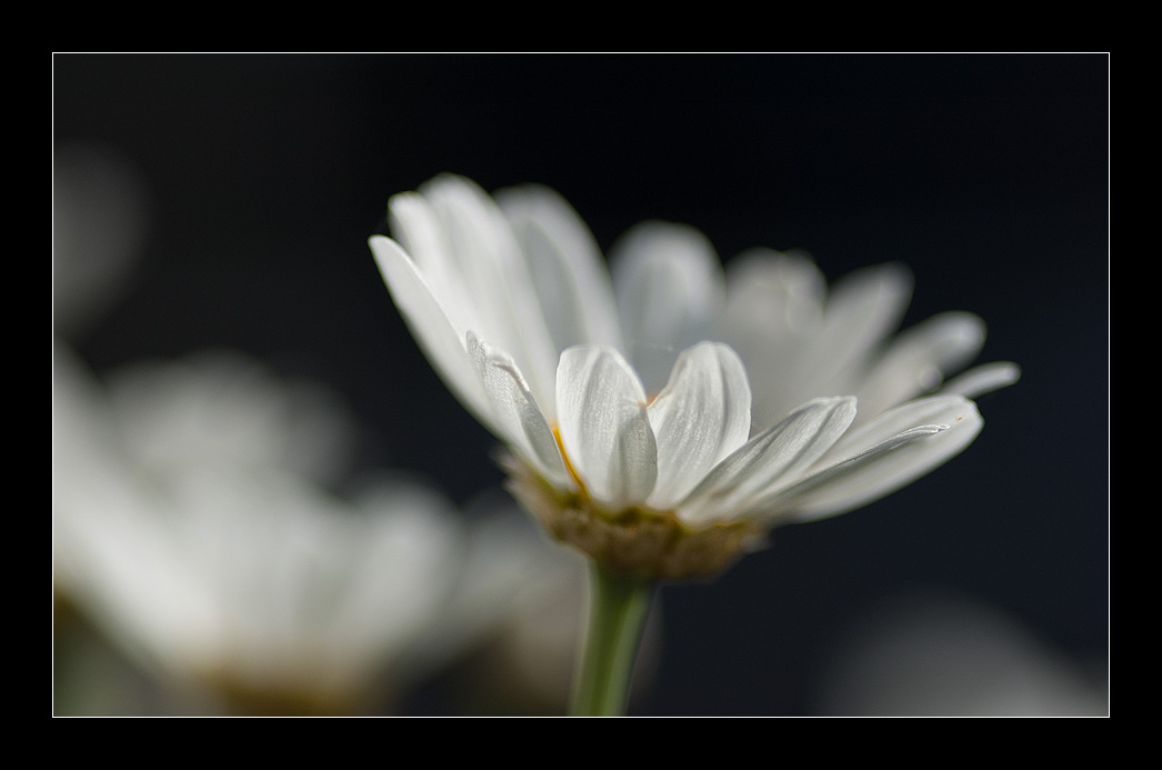 Margrietje