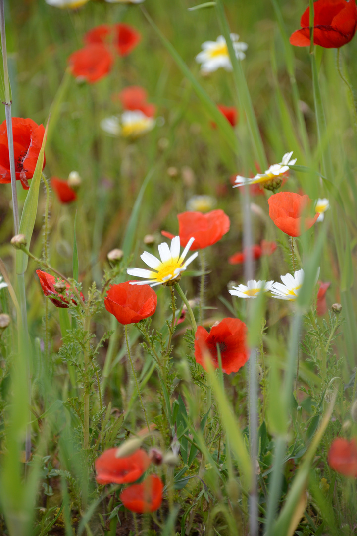 Margrite im Mohnfeld