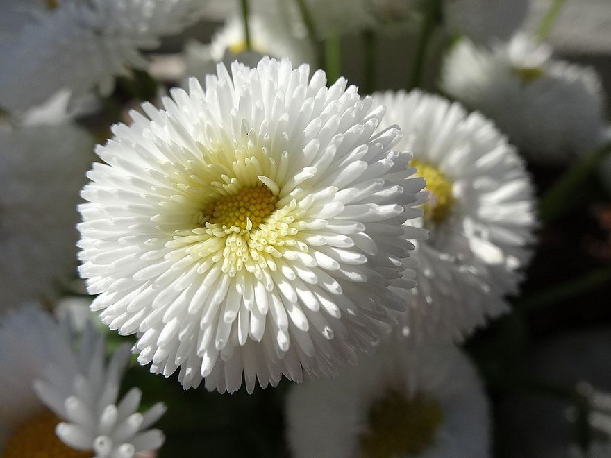 Margriten-Blume