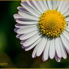 "Margritli", Gänseblümchen oder Bellis perennis