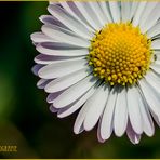 "Margritli", Gänseblümchen oder Bellis perennis