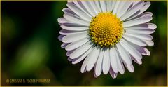 "Margritli", Gänseblümchen oder Bellis perennis