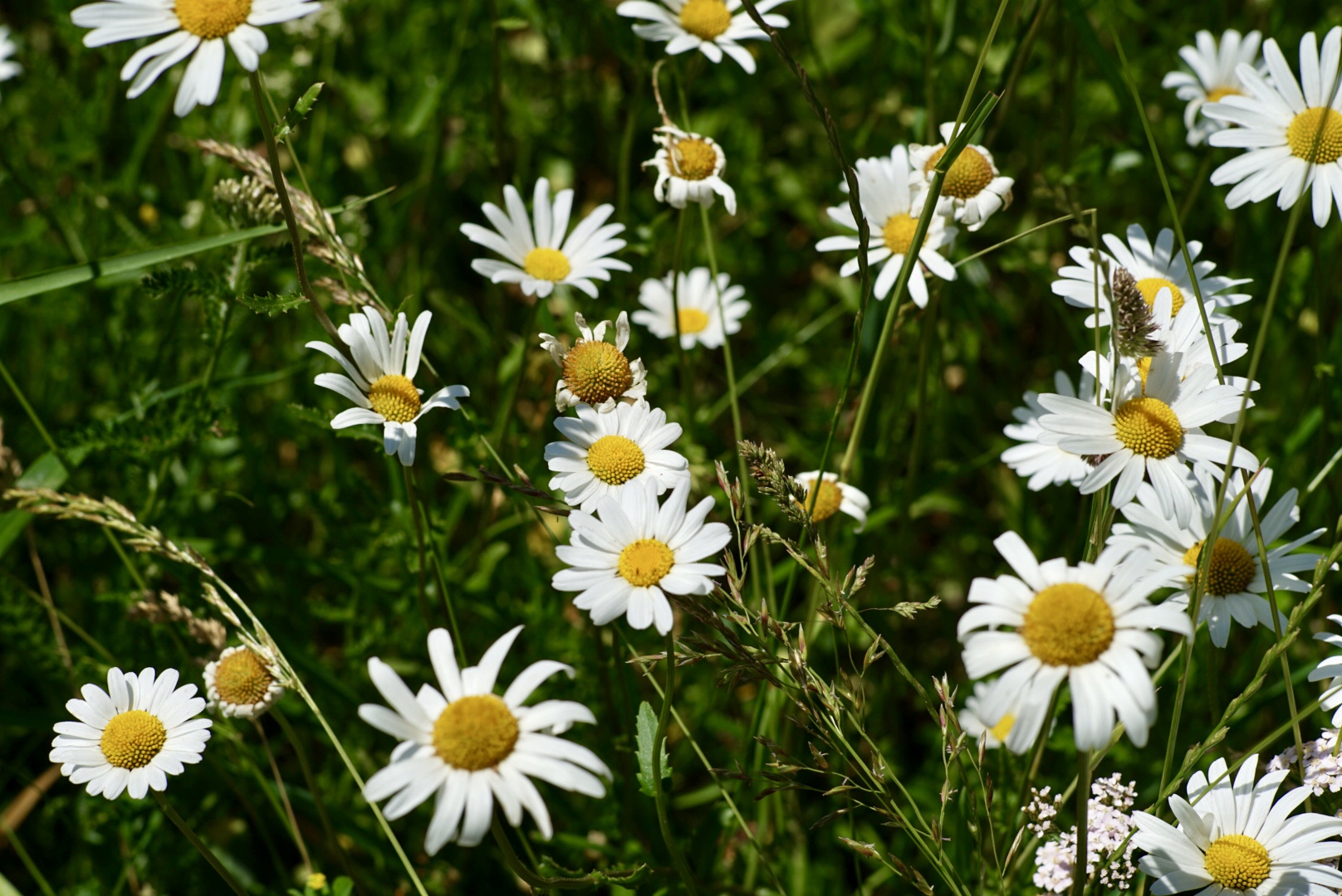 Margritten auf der Sommerwiese 