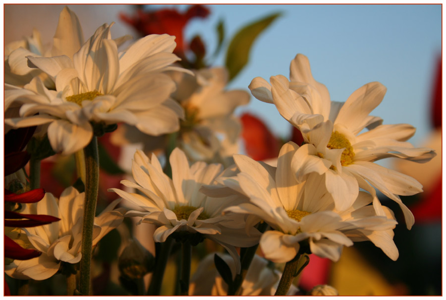 Margritten im Abendrot