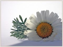 Marguerita, befleckte Unschuld