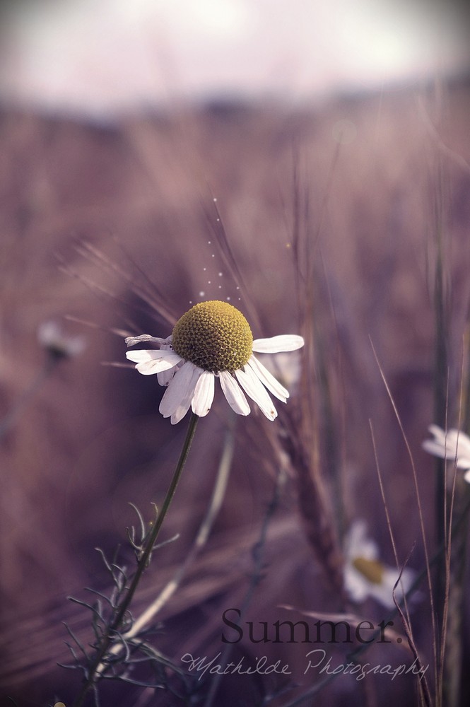 Marguerite