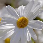 Marguerite 